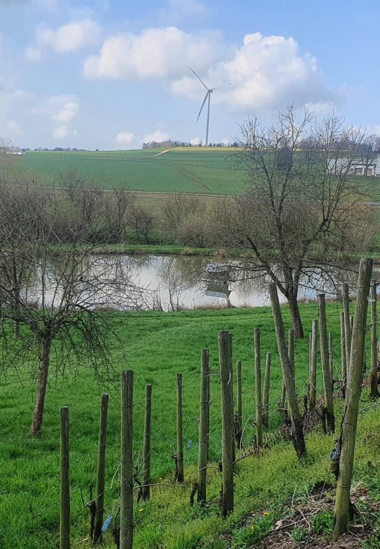 Weinberg am Teich | &copy; T. Biersch