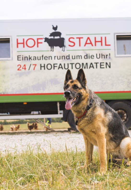 Hund | © Hof Stahl, Dellhofen Hund | © Hof Stahl, Dellhofen