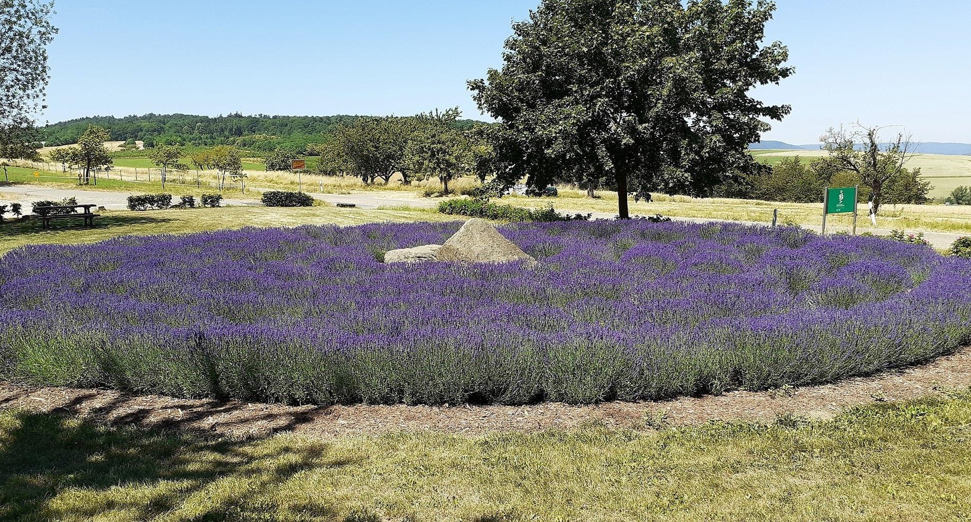 Lavendellabyrinth | © Gemeinde Urbar Lavendellabyrinth | © Gemeinde Urbar