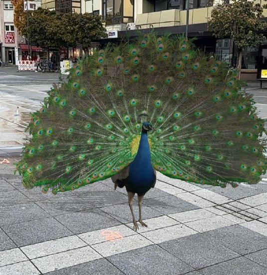 AR-Pfau auf dem Luisenplatz | &copy; Lena Geisler