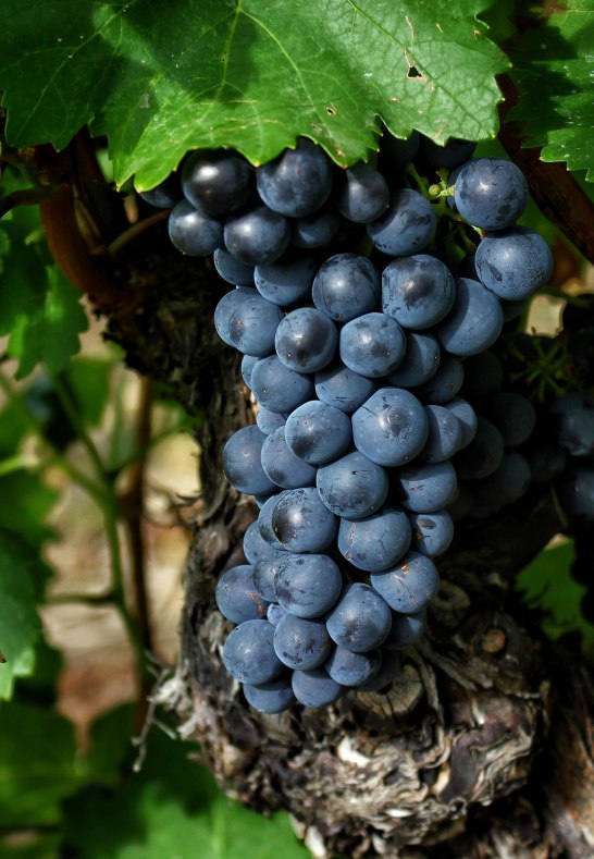 Im Weinberg | © Koblenz Touristik GmbH / Johannes Bruchhof Im Weinberg | © Koblenz Touristik GmbH / Johannes Bruchhof