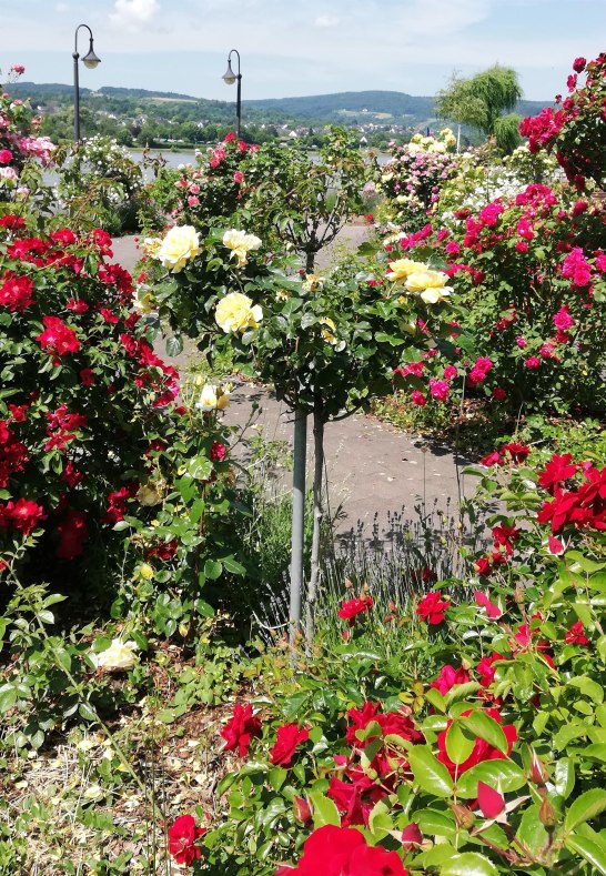 Rosen4 | &copy; Birgit Biller