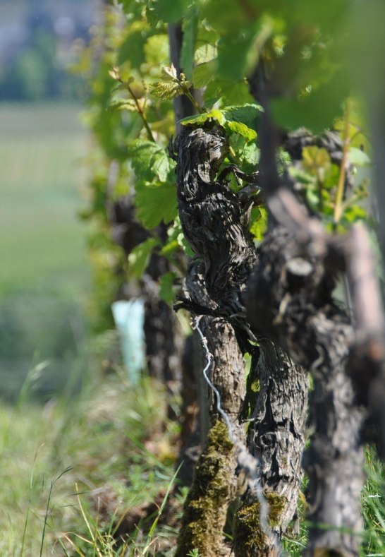 Weingut Martin Klein Rebe | &copy; Weingut Martin Klein