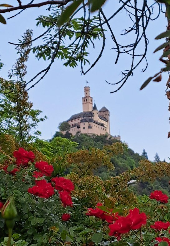 Marksburg und Rosen | © Birgit Biller Marksburg und Rosen | © Birgit Biller