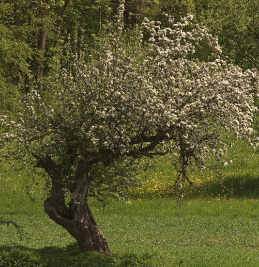 Obstaum | © Pixabay Obstaum | © Pixabay