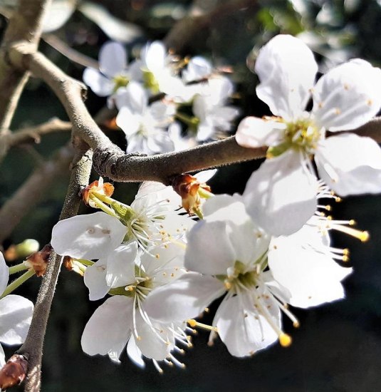 Obstblüten | © Pixabay Obstblüten | © Pixabay