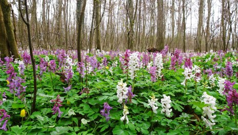 blühender Waldboden | © Naturpark Rhein-Westerwald, Naturpark Rhein-Westerwald