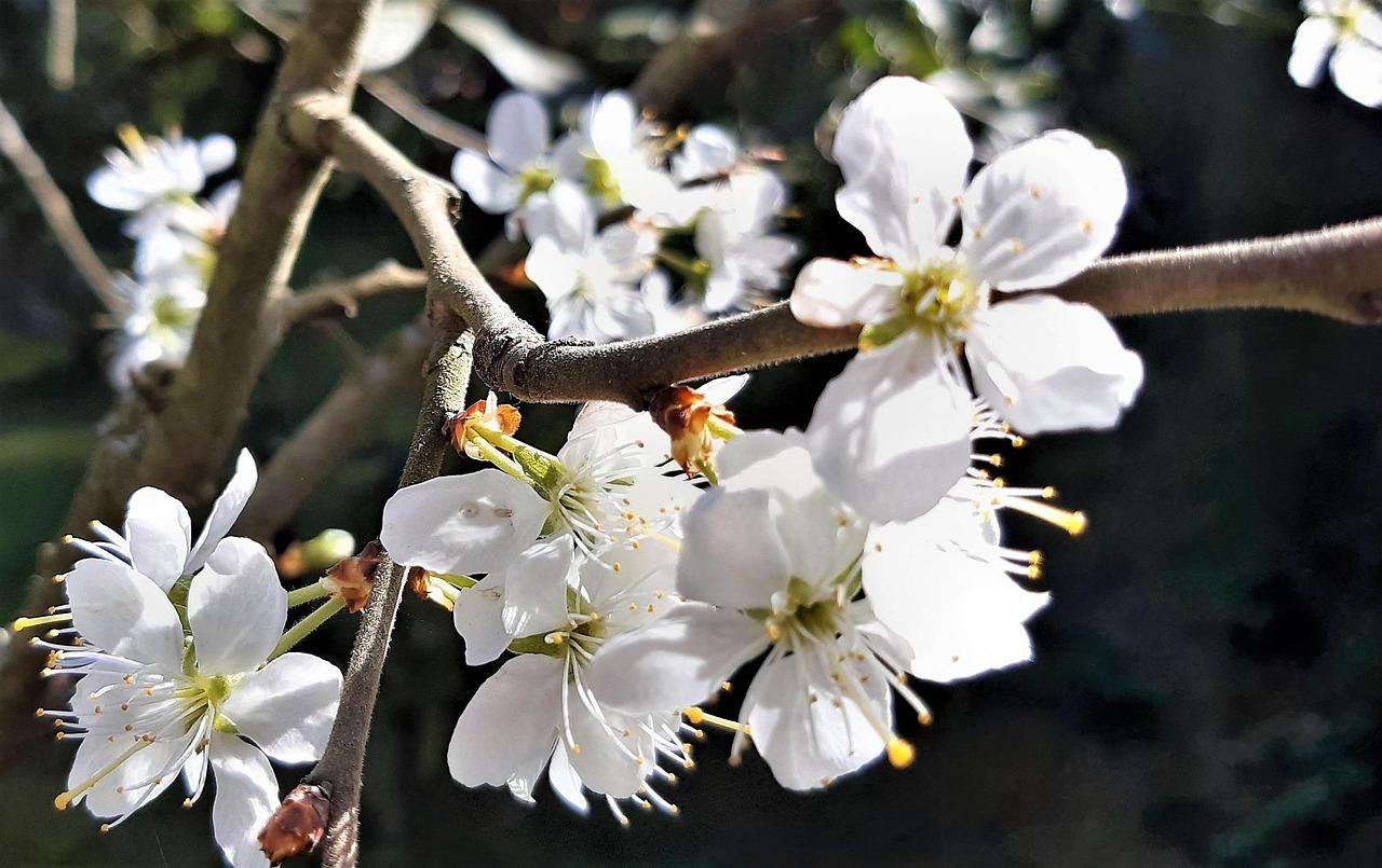 Obstblüten | © Pixabay Obstblüten | © Pixabay