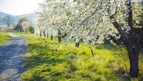 Blütenmeer | © Henry Tornow, Romantischer Rhein Tourismus GmbH