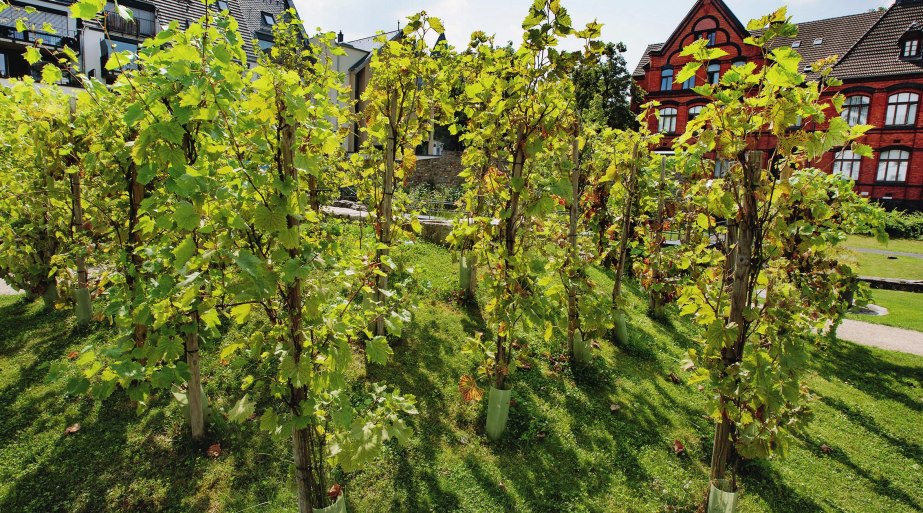 Historischer Garten 01 | © Petra Steinbacher / Stadtberatung Dr. Fries Historischer Garten 01 | © Petra Steinbacher / Stadtberatung Dr. Fries