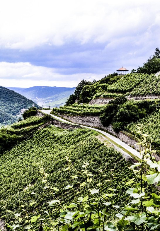 Weinberg in R&uuml;desheim-Assmannshausen | &copy; Weingut Robert K&ouml;nig