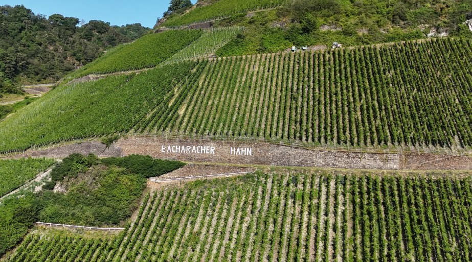 Bacharacher Hahn | © RNT, Simone Bohr Bacharacher Hahn | © RNT, Simone Bohr