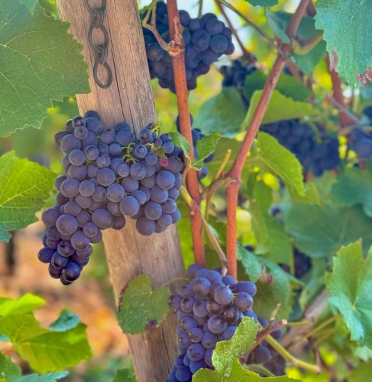 Wein1 | &copy; Weingut Lorenz