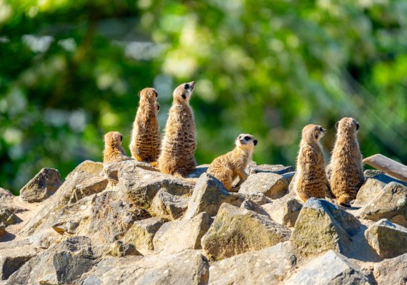 Erdmännchen | © Patrick Gawandtka Erdmännchen | © Patrick Gawandtka