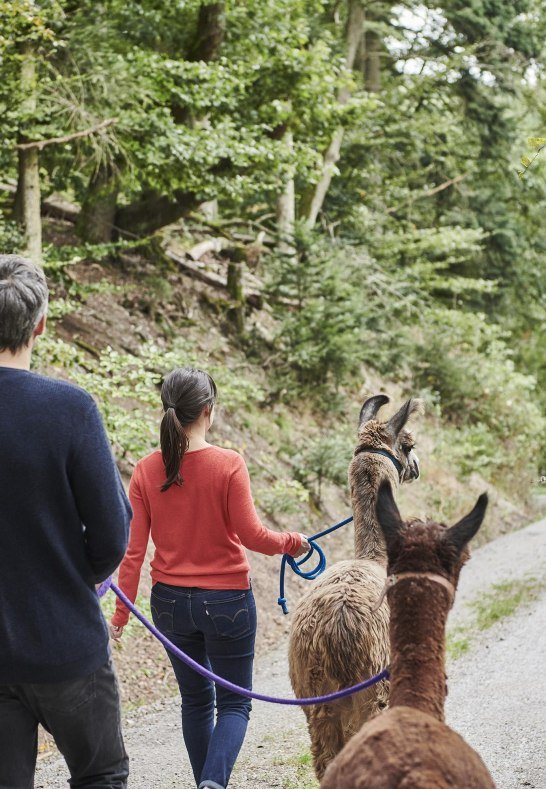 Wandern mit Lamas und Alpakas | © HA Hessen Tourismus, Roman Knie Wandern mit Lamas und Alpakas | © HA Hessen Tourismus, Roman Knie