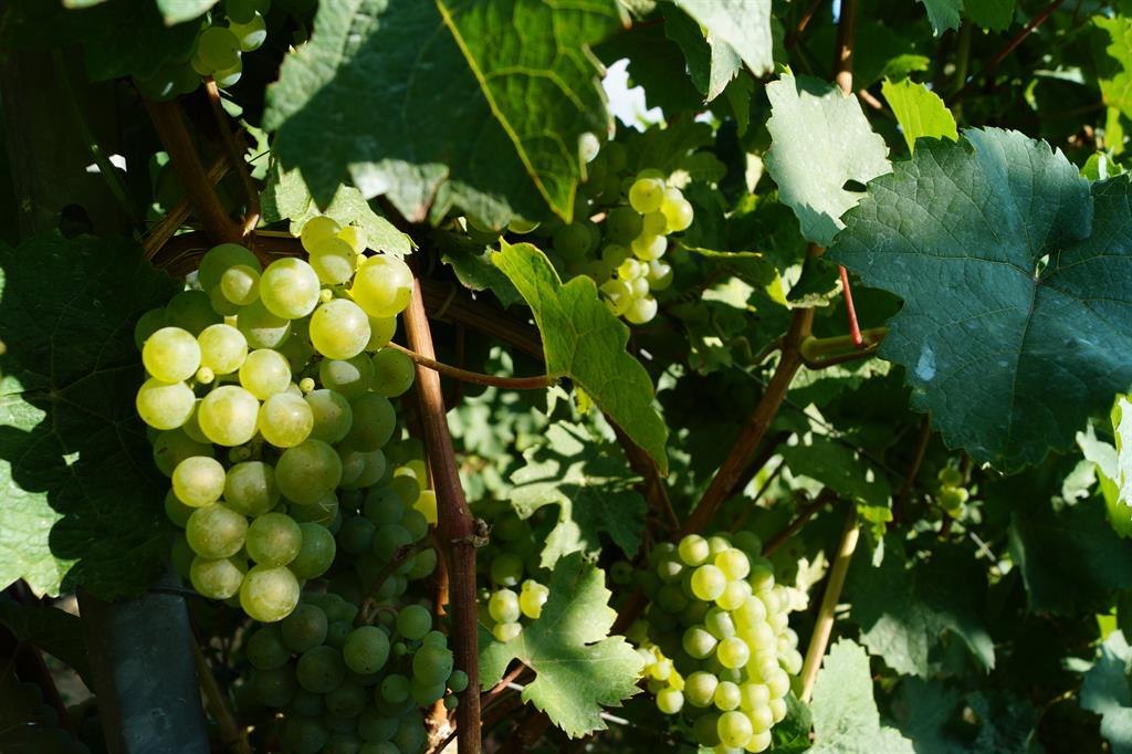 Reben Spay | &copy; Tourist Information Erlebnis Rheinbogen