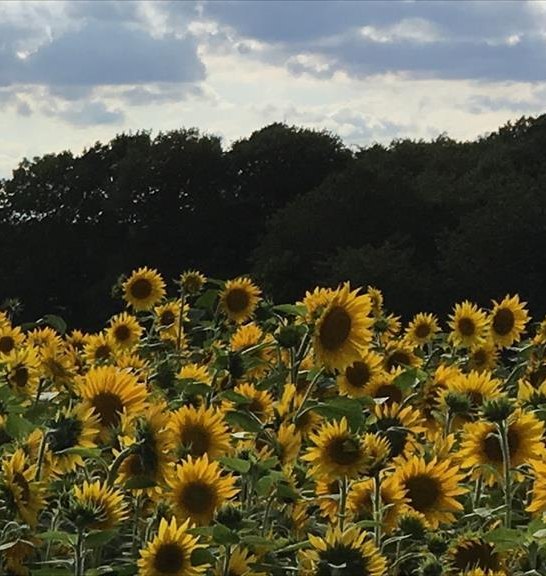 Sonnenblumen | &copy; Ferienwohnung Marksburg-Panorama