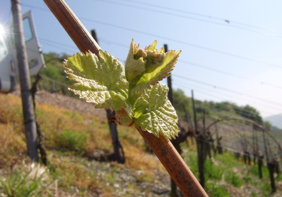 Frühjahr, neuer Rebtrieb im Bopparder Hamm | © Weingut Volk Frühjahr, neuer Rebtrieb im Bopparder Hamm | © Weingut Volk