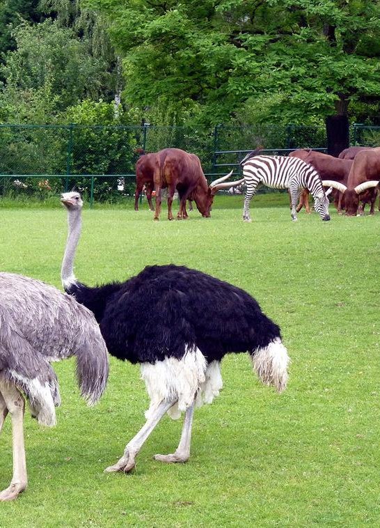 Afrikawiese | © Pressebüro der Stadt Neuwied Afrikawiese | © Pressebüro der Stadt Neuwied