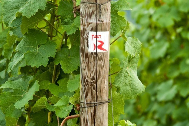 Markierung RheinBurgenWeg | © Dominik Ketz Markierung RheinBurgenWeg | © Dominik Ketz