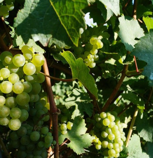 Reben Spay | © Tourist Information Erlebnis Rheinbogen Reben Spay | © Tourist Information Erlebnis Rheinbogen