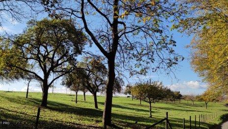 Plateau Lieshöhe | © Sabrina Neihs, Romantischer Rhein Tourismus GmbH