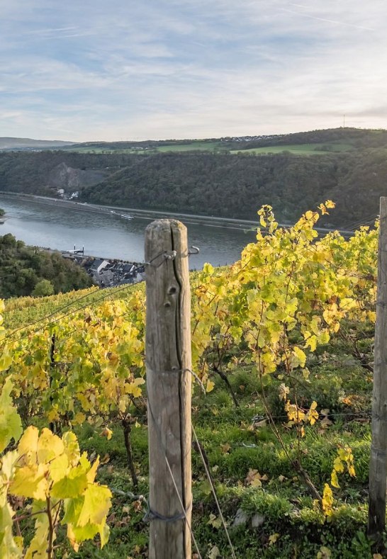 Weinberge vor Burg Gutenfels | &copy; Andreas Pacek, fototour-deutschland.de
