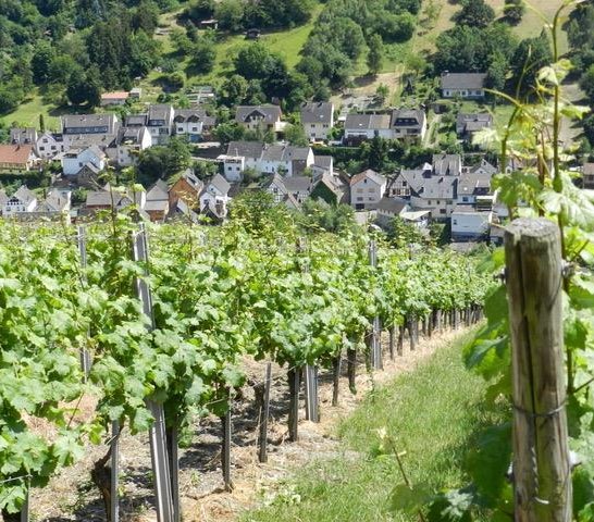 Blick aus den Weinbergen | © Weingut Stassen Blick aus den Weinbergen | © Weingut Stassen