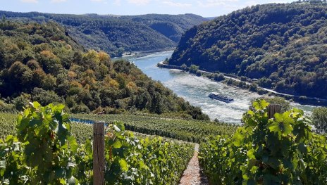 Blick &uuml;ber die Weinberge | &copy; Daniela Feldpausch, Romantischer Rhein Tourismus GmbH
