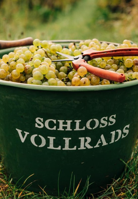 Schloss Vollrads Lese | © Schloss Vollrads Schloss Vollrads Lese | © Schloss Vollrads