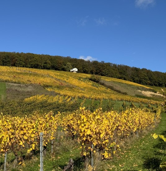 image00002 | &copy; Weingut Diefenhardt