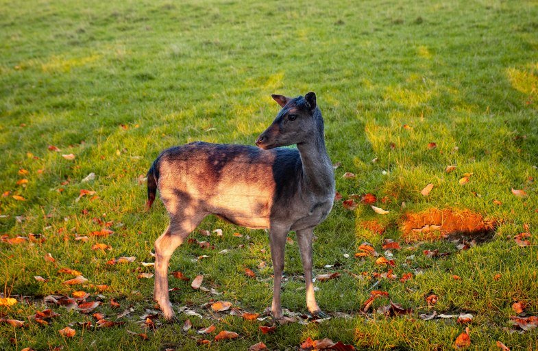 Reh | © Johannes Bruchhof Reh | © Johannes Bruchhof