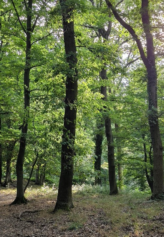 Auf dem Hahn | © Tourist-Information Bad Breisig Auf dem Hahn | © Tourist-Information Bad Breisig
