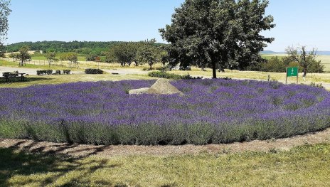 Lavendellabyrinth | &copy; Gemeinde Urbar