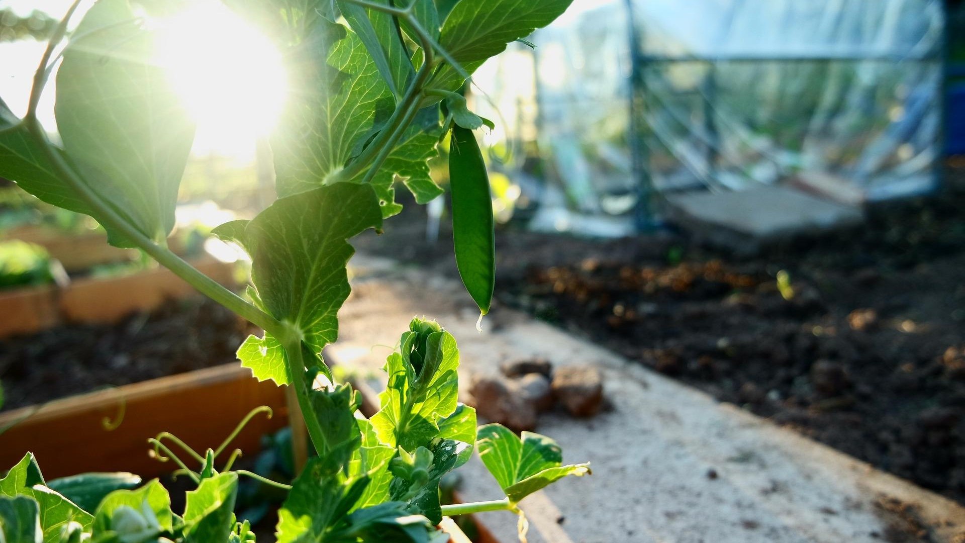 Gew&auml;chshaus | &copy; Pixabay