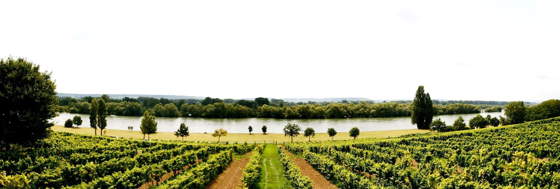 Gutsausschank Rheinblick | © Gutsausschank Rheinblick Gutsausschank Rheinblick | © Gutsausschank Rheinblick