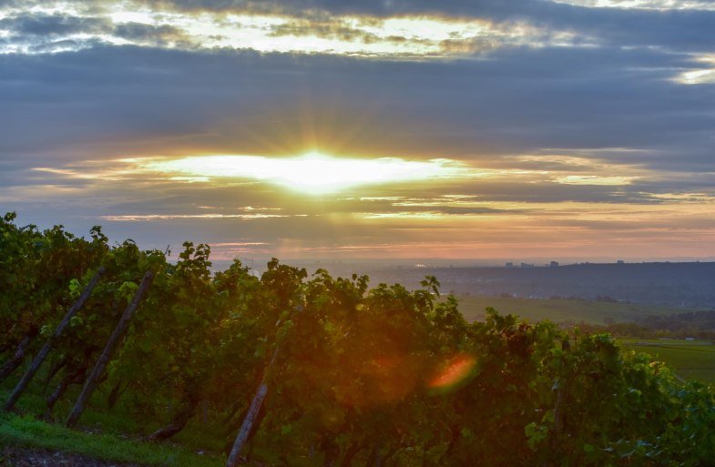 Weinberge | &copy; Weingut Kurt Bug