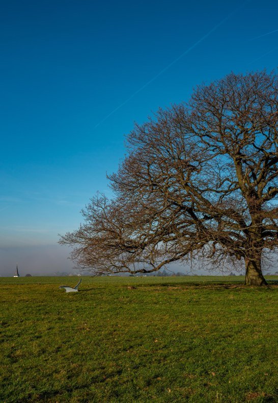 Eiche | &copy; Klaus Breitkreutz