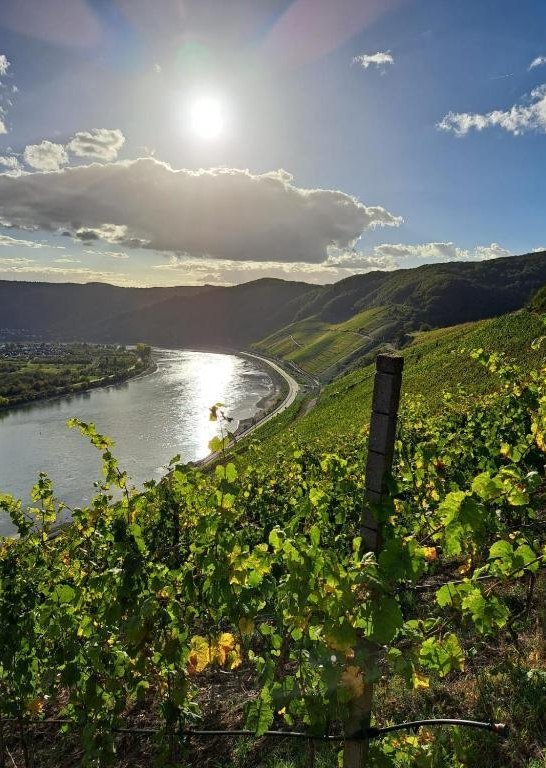 Weinberg 1 | &copy; Familie Nass,M&uuml;ller-Bryja