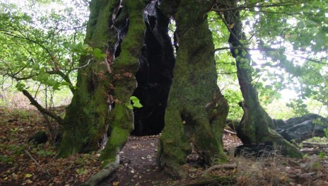 Baumallee | &copy; VG Wei&szlig;enthurm