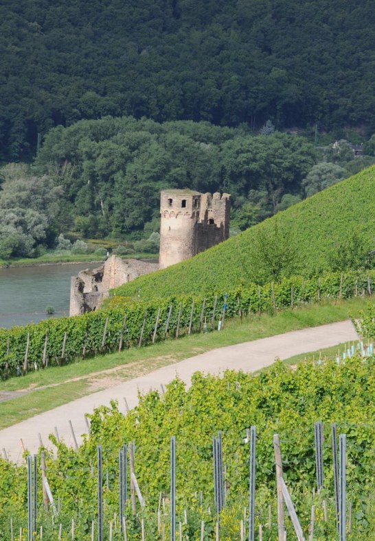 Blick von Weinberge auf Ruine Ehrenfels | &copy; Hotel Krone R&uuml;desheim