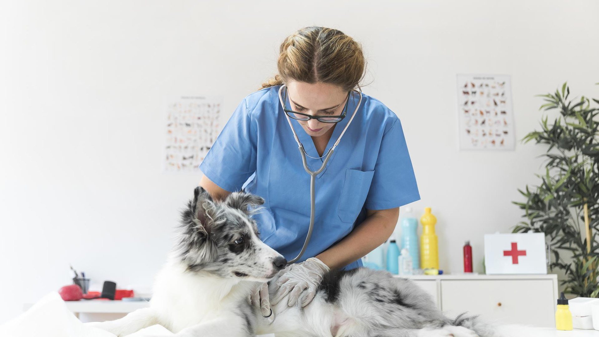 Tierarzt | &copy; www.freepik.com">Designed by Freepik