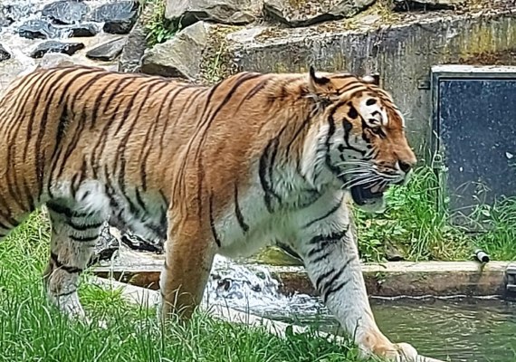 Tiger | &copy; R&auml;mer