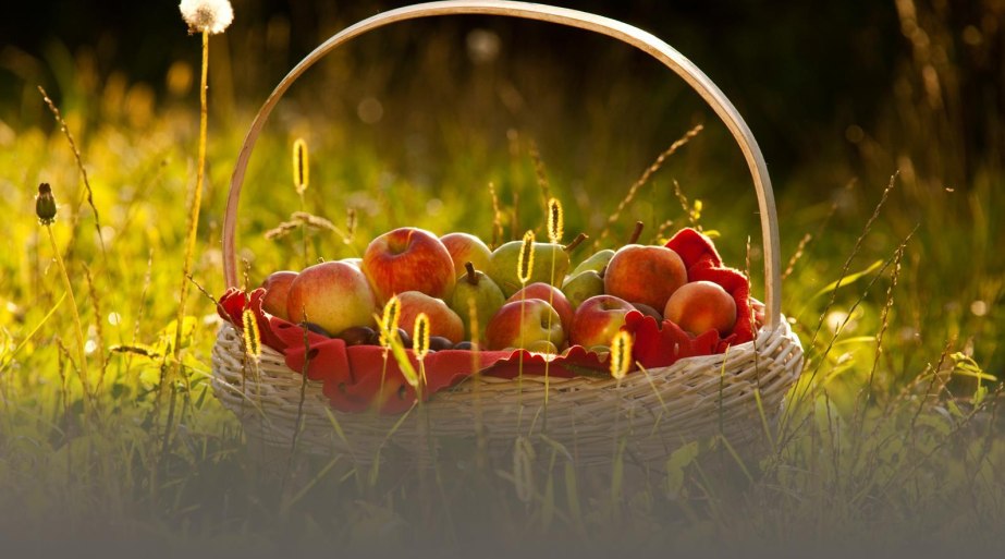 Obstkorb | © ©Klaus Peter Kappes Verbandsgemeinde Weißenthurm Obstkorb | © ©Klaus Peter Kappes Verbandsgemeinde Weißenthurm