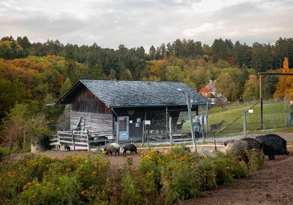Remstecken, Gehege | &copy; Johannes Bruchhof
