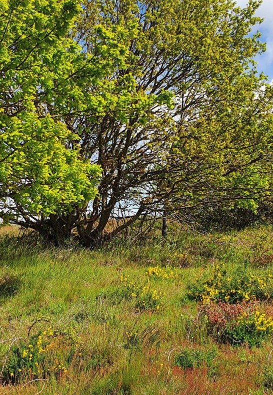 Niederburger Heide Frühling | © TI Hunsrück-Mittelrhein Niederburger Heide Frühling | © TI Hunsrück-Mittelrhein
