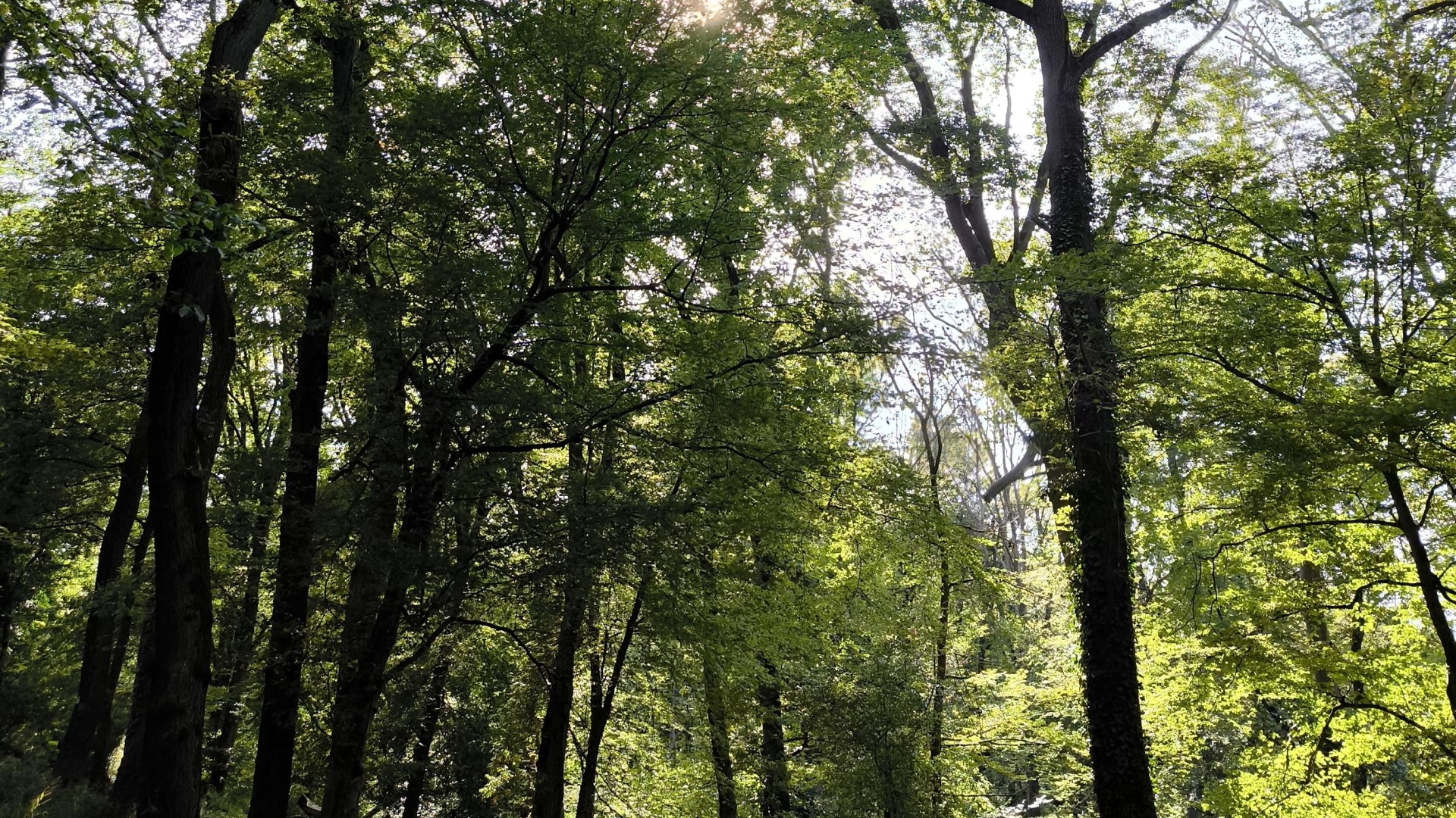 Wald | &copy; Tourist-Information Bad Breisig