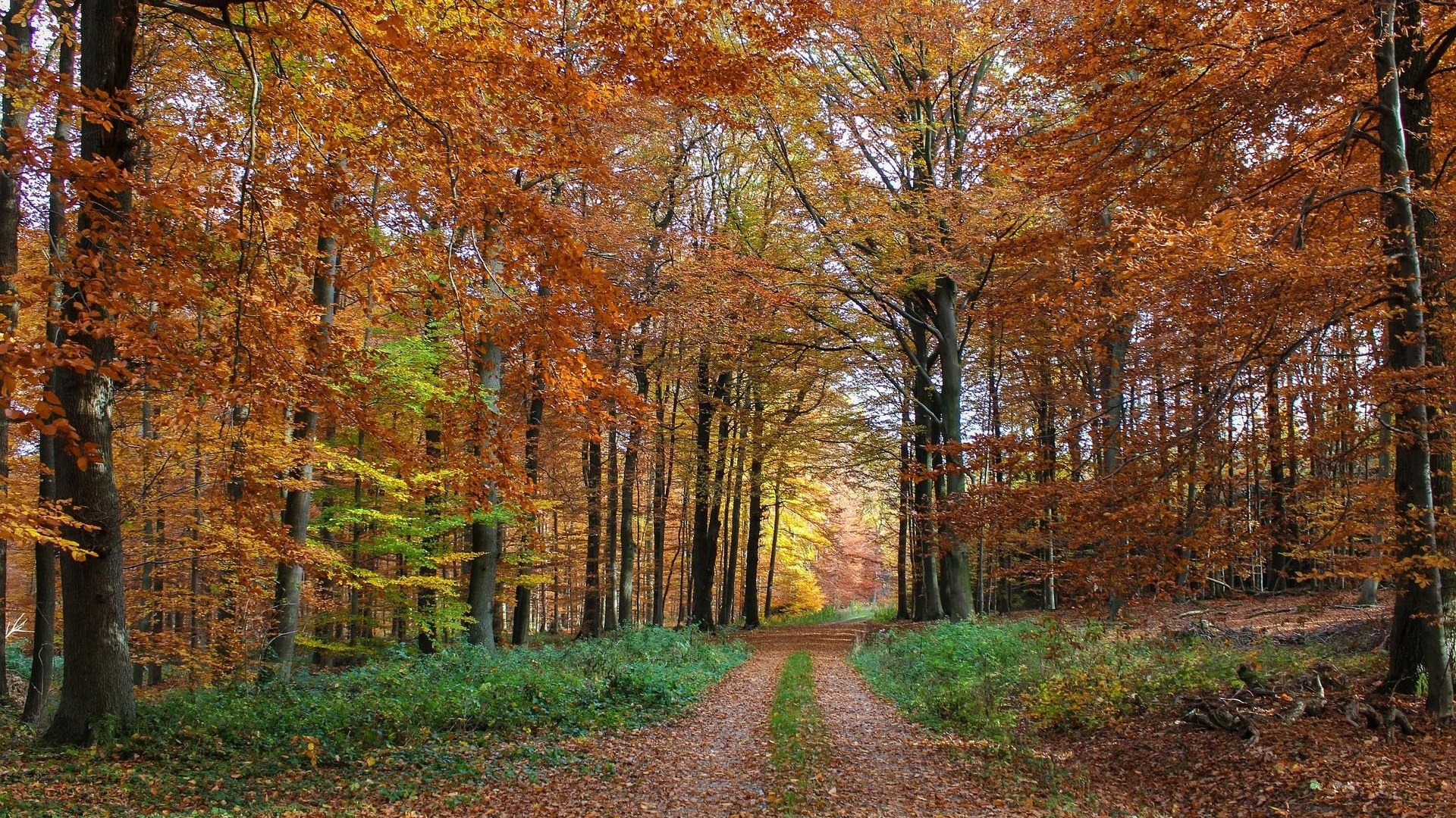 Herbstwald | © ©Gabriele M. Rheinhardt Pixabay