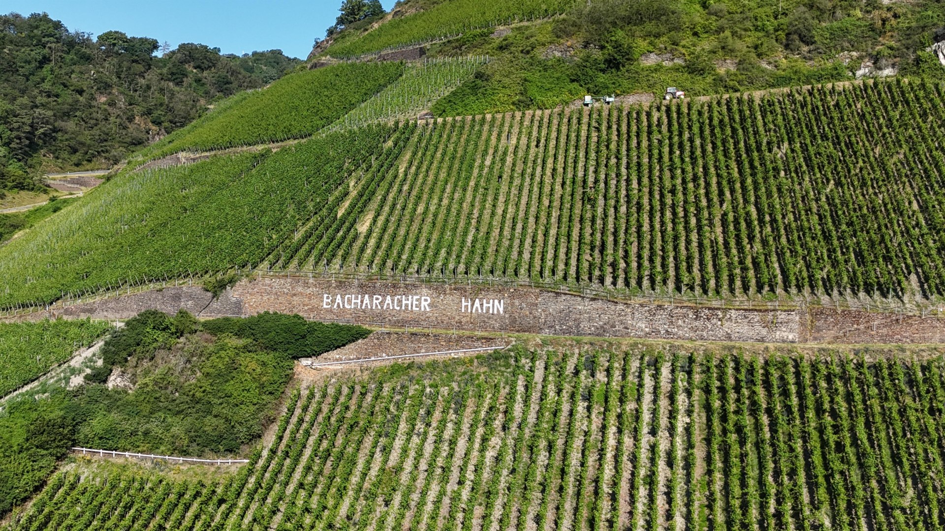 Bacharacher Hahn | &copy; RNT, Simone Bohr