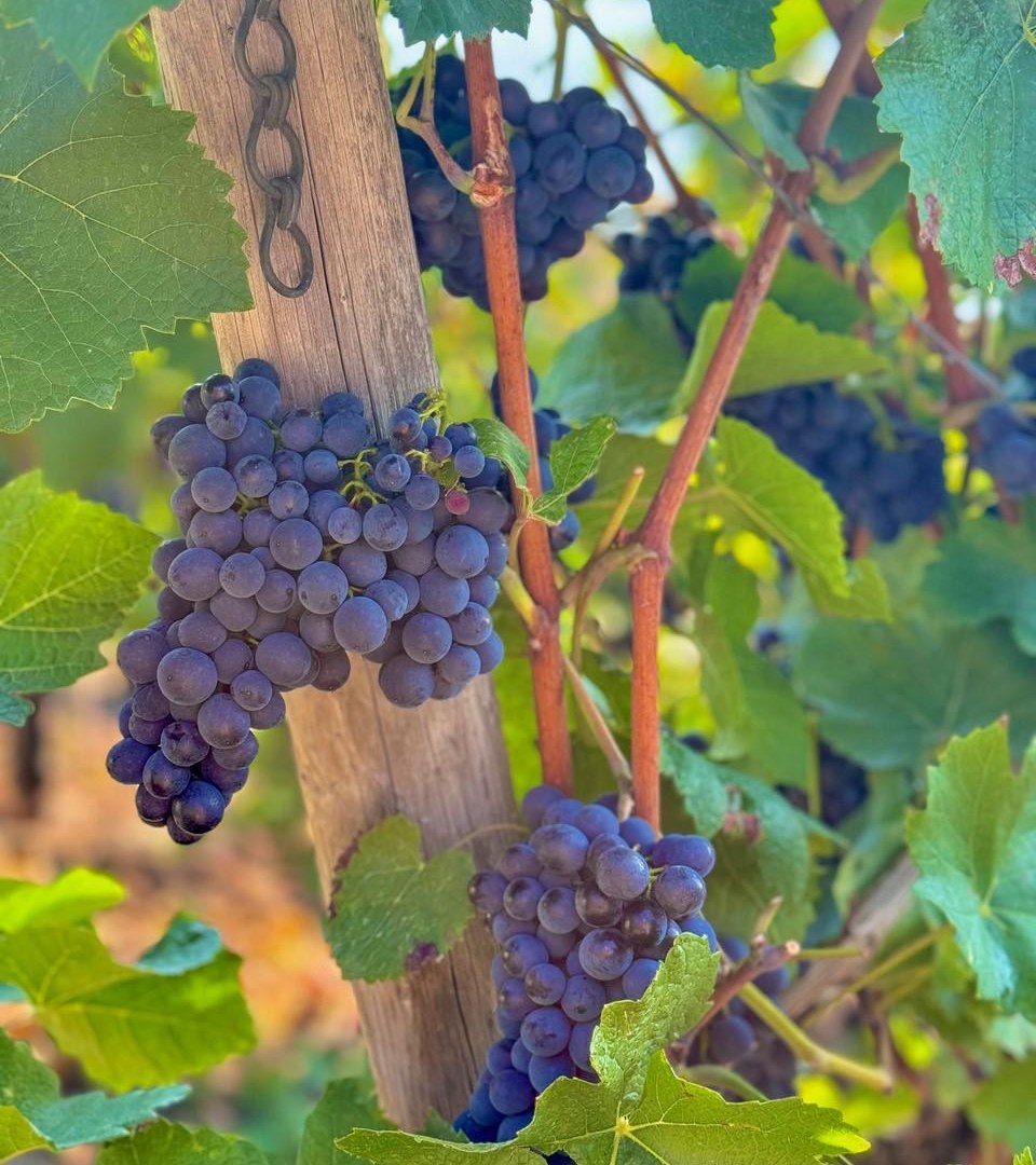 Burgunderliebe | &copy; Weingut Toni Lorenz